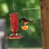 Orioles Can't Resist This Oriole Nectar Recipe