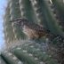 Why is a Cactus Covered in Spines?