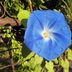 September Birth Flower Morning Glory Gift Guide