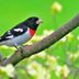 15 Outstanding Pictures of Rose-Breasted Grosbeaks