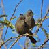 9 Birds That Look Like Cardinals