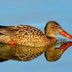 No Ordinary Duck: Meet the Northern Shoveler