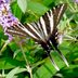 Look for Zebra Swallowtail Butterflies in Southern States