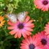 How to Grow a Pollinator Garden