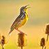 Prairie Birds: The Stunning Species of the Grasslands