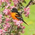 When Will Baltimore Orioles Arrive in Spring?