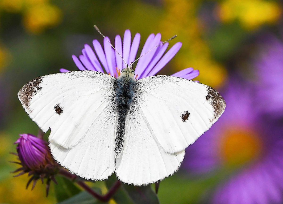 What Gardeners Should Know About the Cabbage White Butterfly