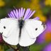 What Gardeners Should Know About the Cabbage White Butterfly