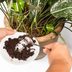 4 Ways to Use Coffee Grounds in the Garden