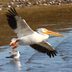 Head to the Shore to See Beach Birds