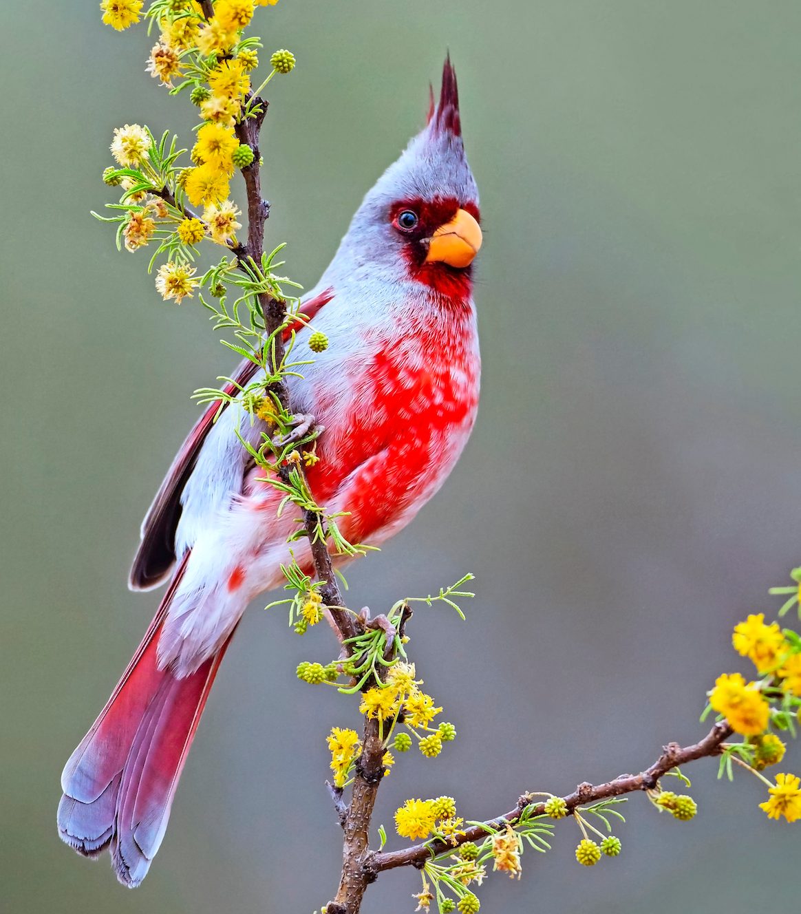 How to Identify a Pyrrhuloxia Bird