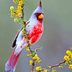 How to Identify a Pyrrhuloxia Bird