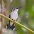 Meet the World's Largest and Smallest Hummingbirds