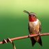 How to Identify and Attract a Ruby-Throated Hummingbird