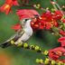 Hummingbirds Canâ€™t Resist Fiery Crocosmia Flowers