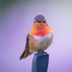 Identify and Attract a Rufous Hummingbird