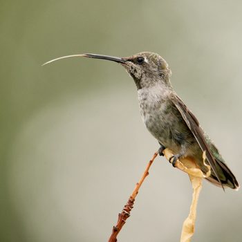 anna's hummingbird tongue