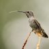 How Do Hummingbirds Use Their Tongues and Beaks?