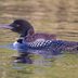 6 Fascinating Facts About State Birds