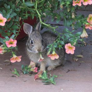 rabbit resistant flowers