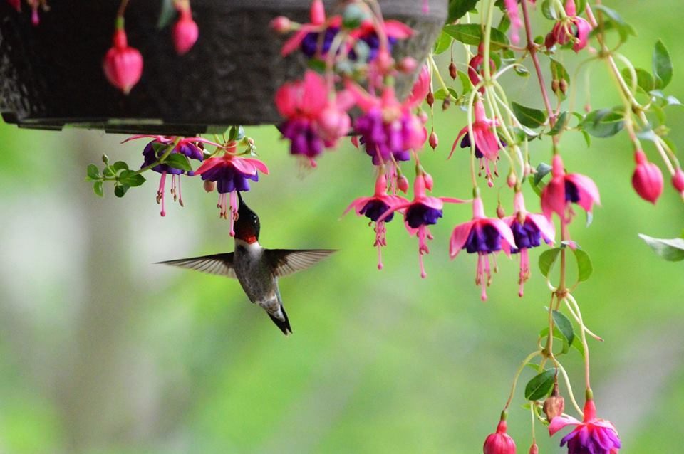 How to Grow Potted Flowers and Plants That Attract Hummingbirds