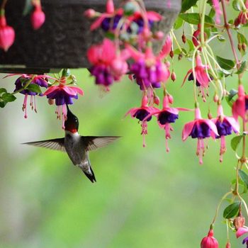 potted flowers plants that attract hummingbirds