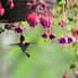 How to Grow Potted Flowers and Plants That Attract Hummingbirds