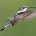 Use an Ant Moat for Your Hummingbird Feeders