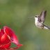 The Only Homemade Hummingbird Nectar Recipe You Need