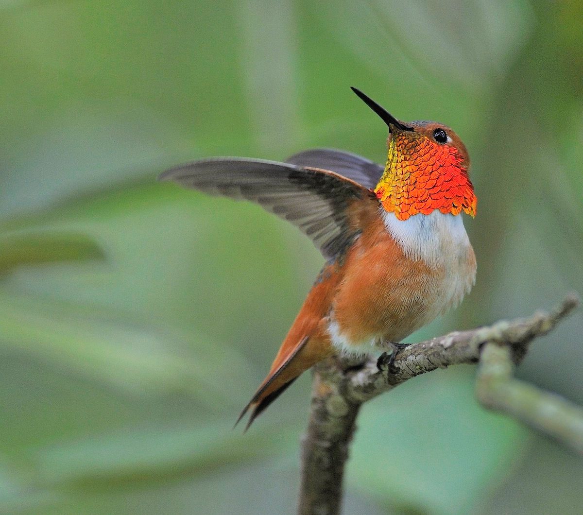 Identify and Attract an Allen’s Hummingbird