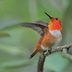 Identify and Attract an Allen's Hummingbird