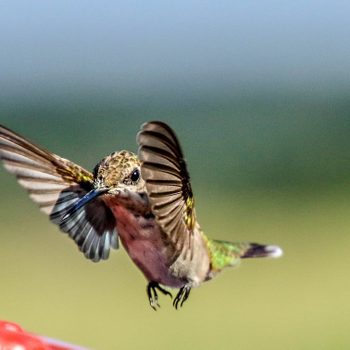 hummingbird flying