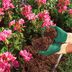 Everything to Know About Mulch