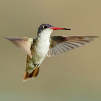 Violet-Crowned Hummingbird.