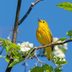 20 Stunning Warblers to Look for in Spring