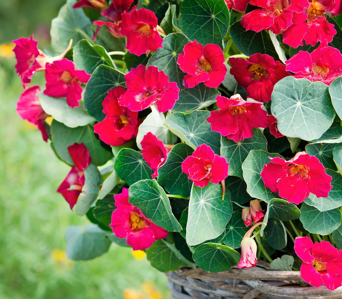 Hummingbirds Will Love These Pink Nasturtium Flowers