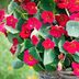 Hummingbirds Will Love These Pink Nasturtium Flowers