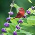 How to Attract Birds: Offer Food, Water and Shelter