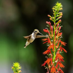 cardinal flower