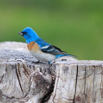 lazuli bunting