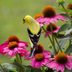 8 Ways to Ensure a Bird-Safe Backyard