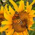 A Painted Lady Butterfly Is a Flying Work of Art