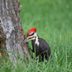 Why Do Woodpeckers Peck and How to Stop Them