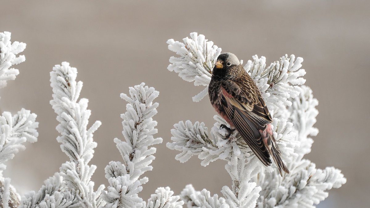 Meet the Rosy Finch (and Learn the Best Place to See One)