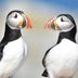 The 4 Best Ways to See Puffins in Maine