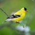 Meet the 3 Types of Goldfinches in the United States