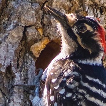 digiscoping, Bob Turner Cropped