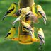 Ask the Experts: Do Birds Get Dependent on Feeders?