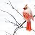 18 Photos of White Cardinals and Leucistic Birds