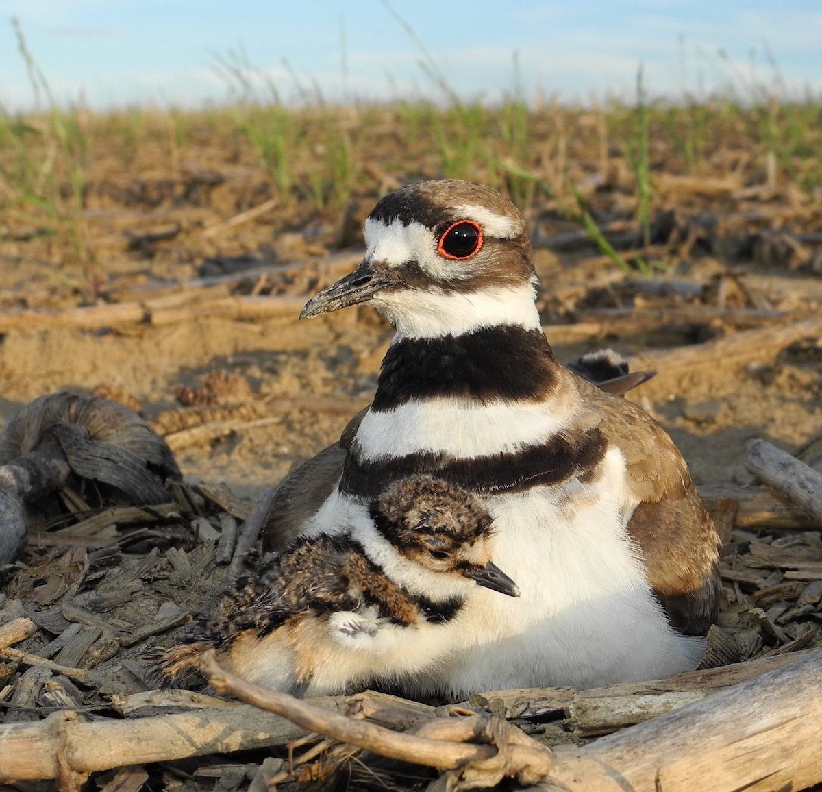 How to Identify a Killdeer Bird